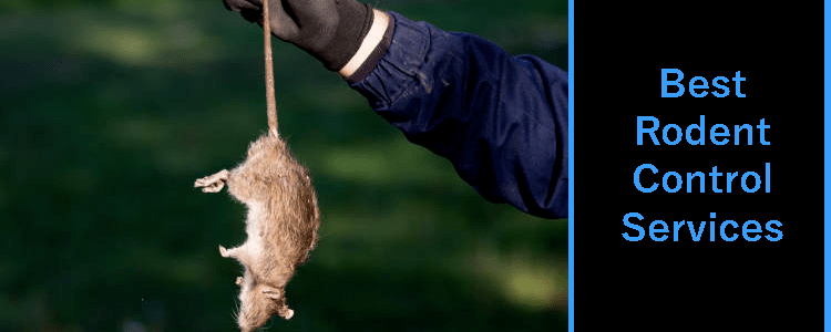 Best Rodent Control Service