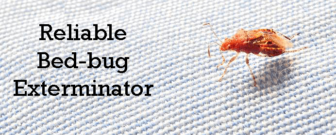 Reliable Bed Bug Exterminator