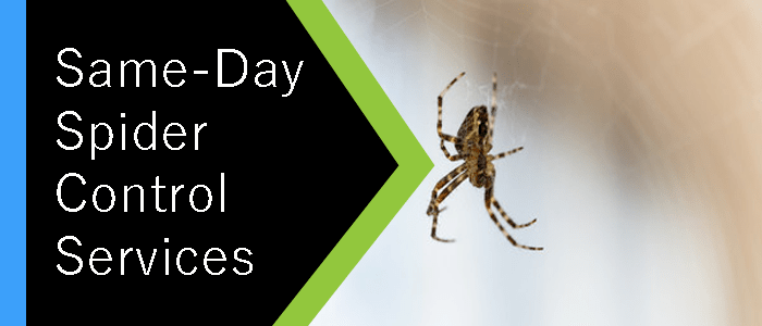 Same-Day Spider Control Services